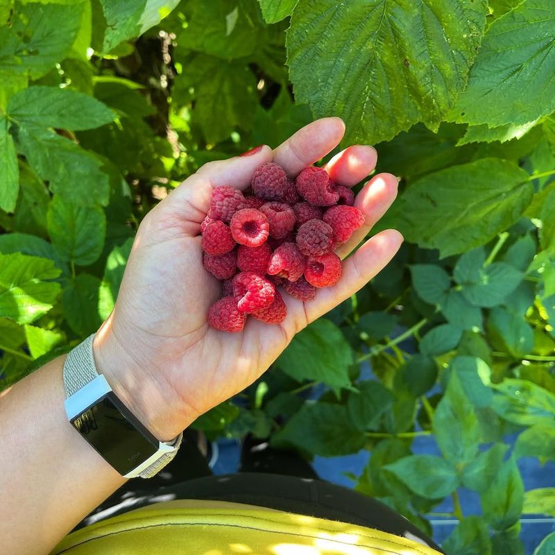 Raspberries