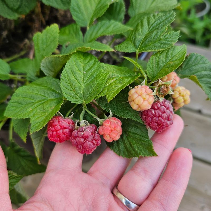 Raspberries