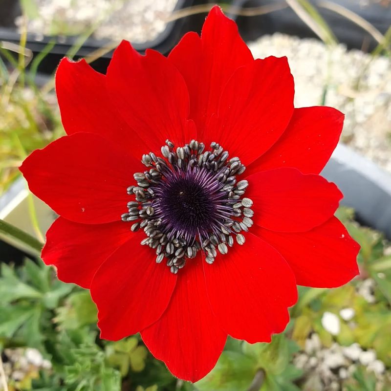 Red Anemone