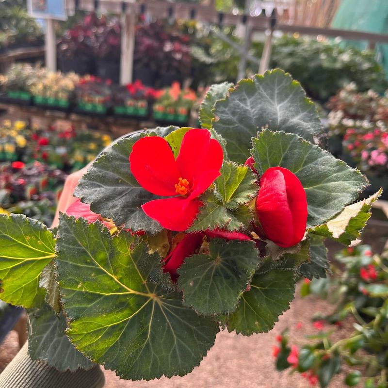 Red Begonia