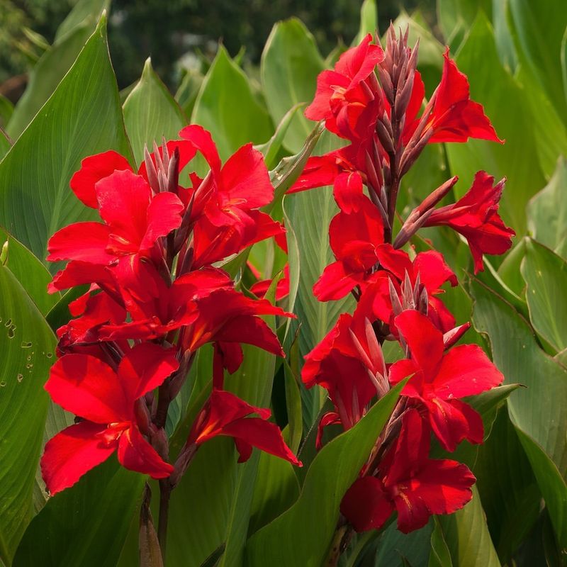 Red Canna