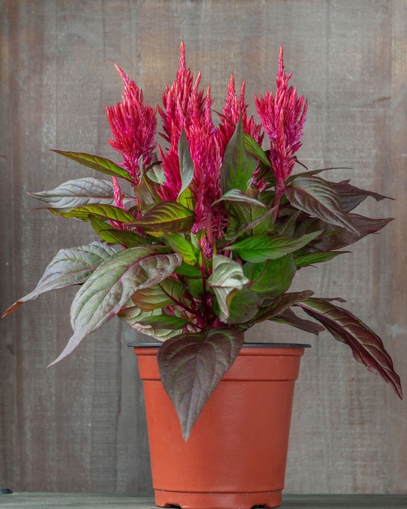 Red Celosia