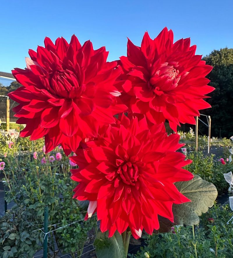 Red Dahlia