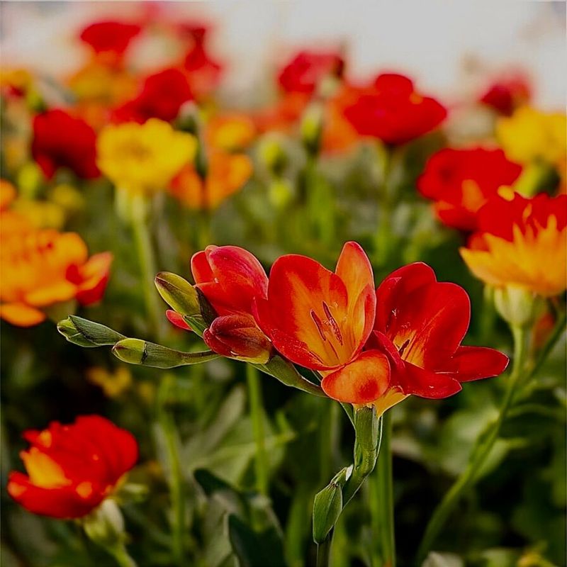 Red Freesia