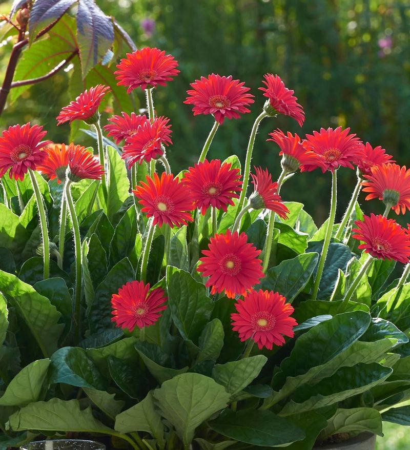 Red Gerbera Daisy