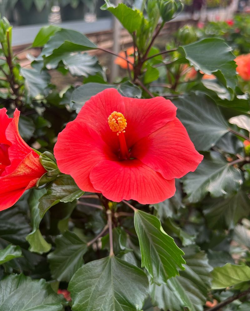 Red Hibiscus