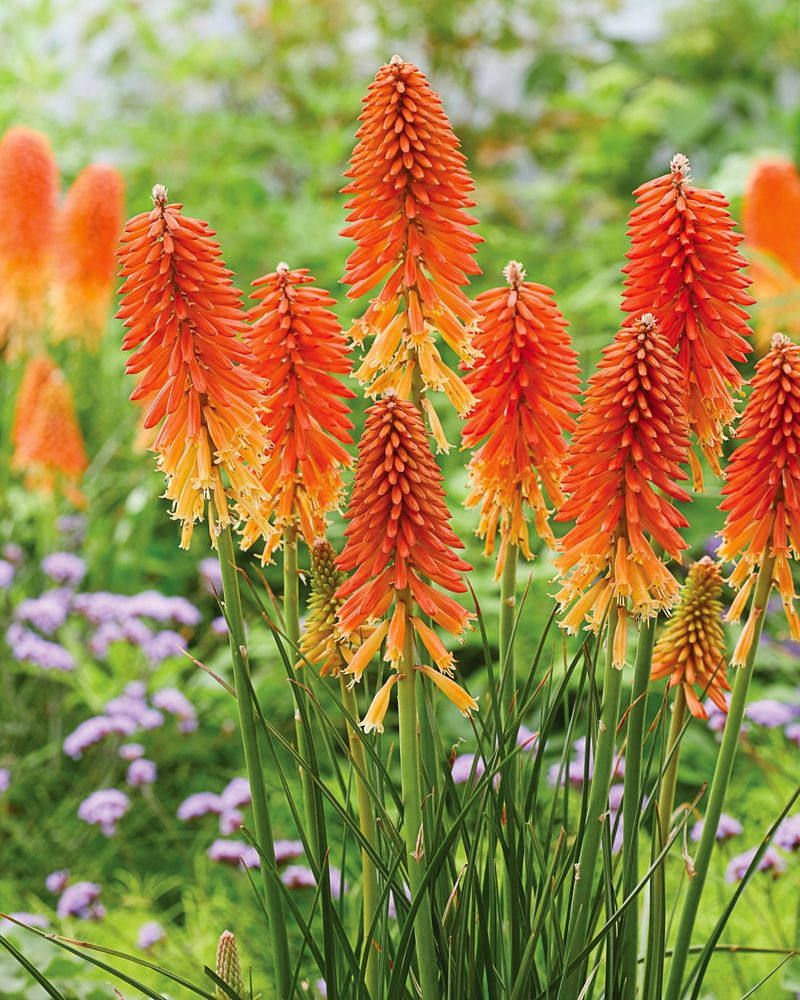 Red Hot Poker