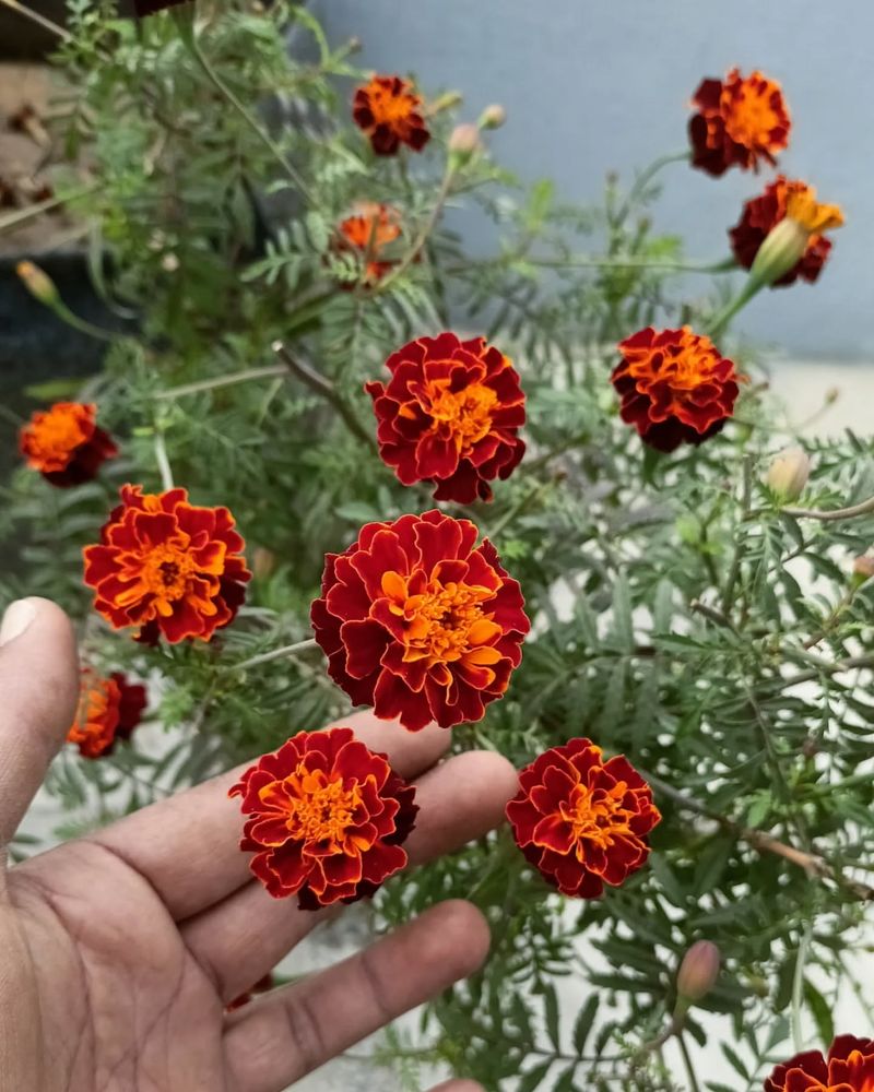 Red Marigold