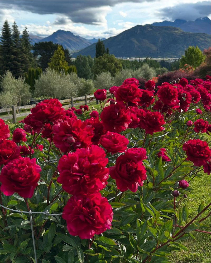 Red Peony