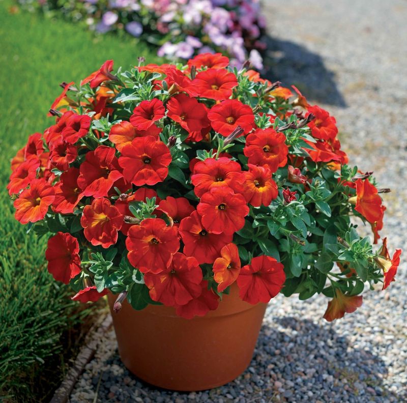 Red Petunia