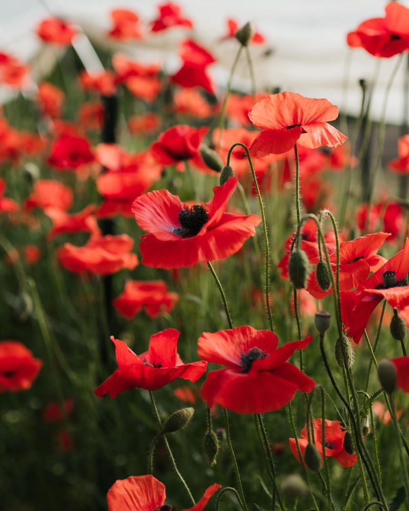 Red Poppy