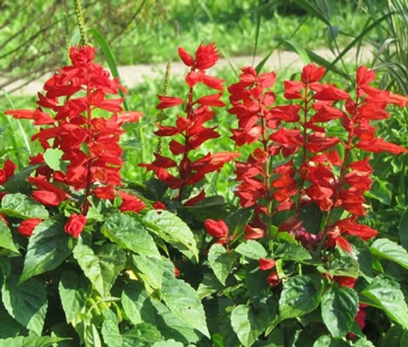 Red Salvia