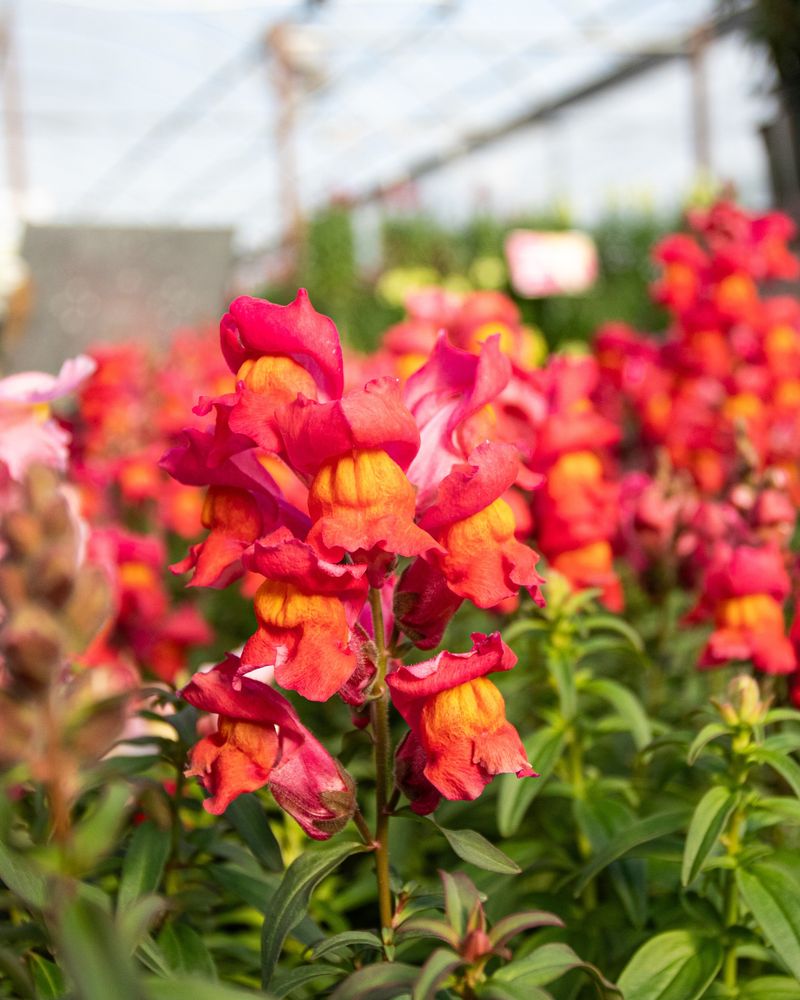 Red Snapdragon