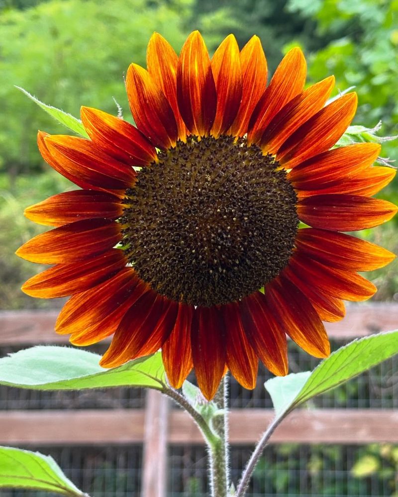 Red Sunflower