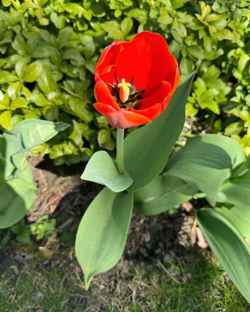 Red Tulip