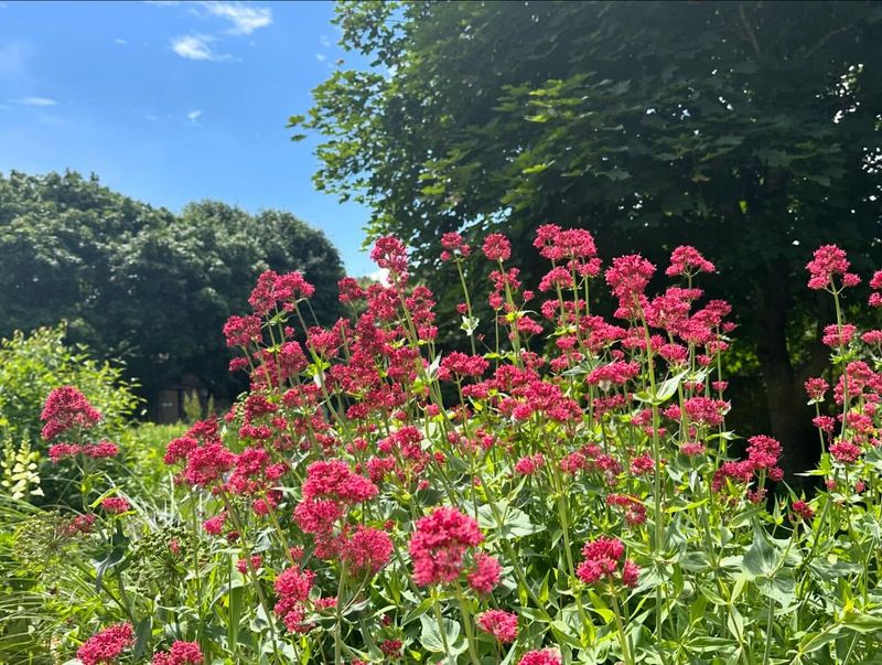 Red Valerian