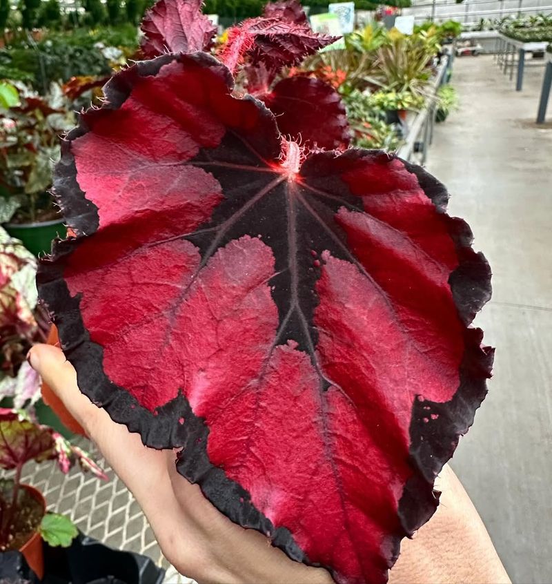 Rex Begonia