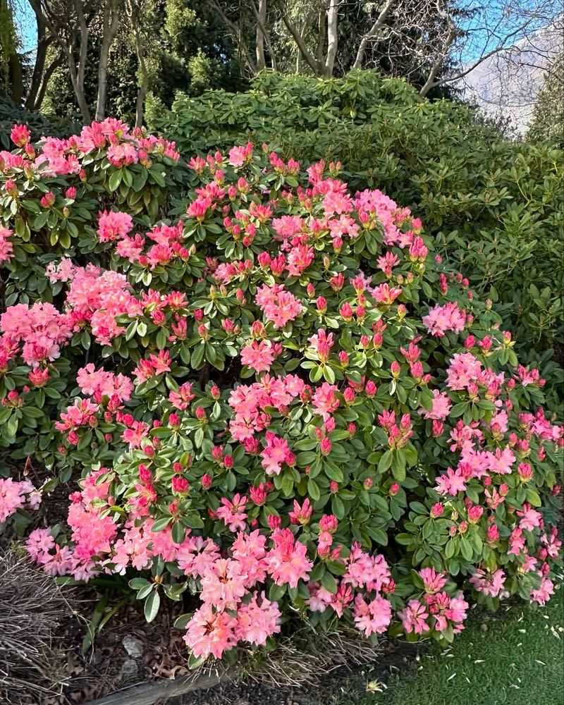 Rhododendron