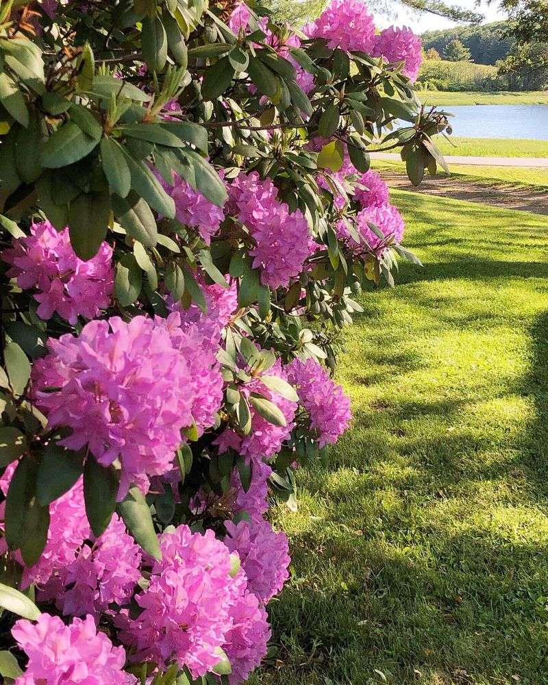 Rhododendron