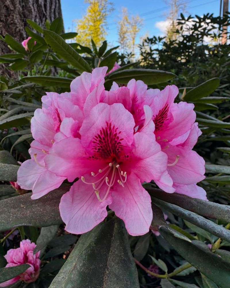 Rhododendron