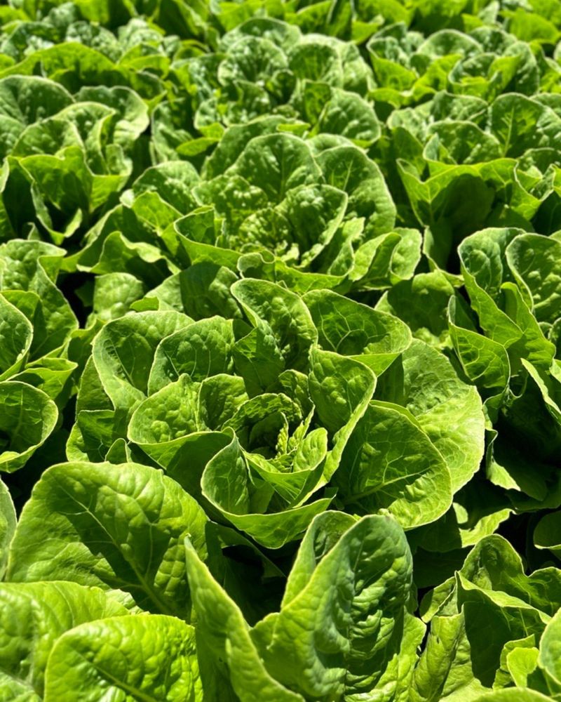 Romaine Lettuce