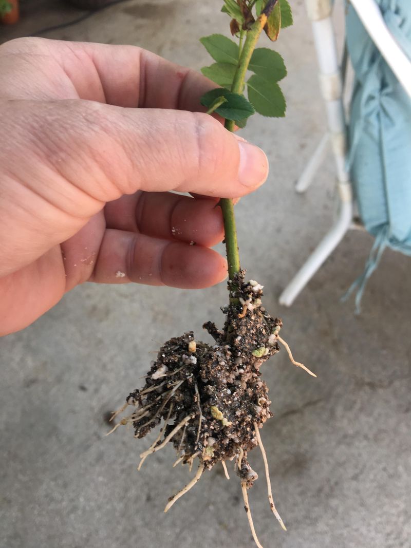 Root Cuttings