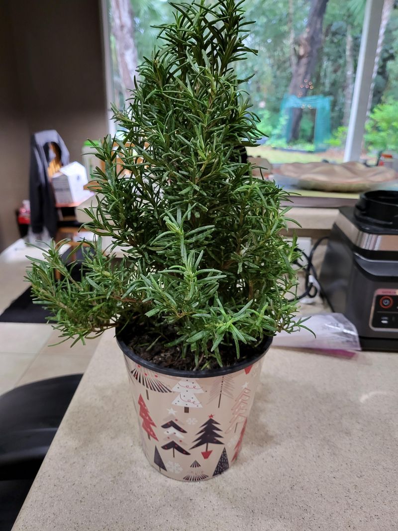 Rosemary