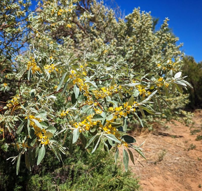 Russian Olive