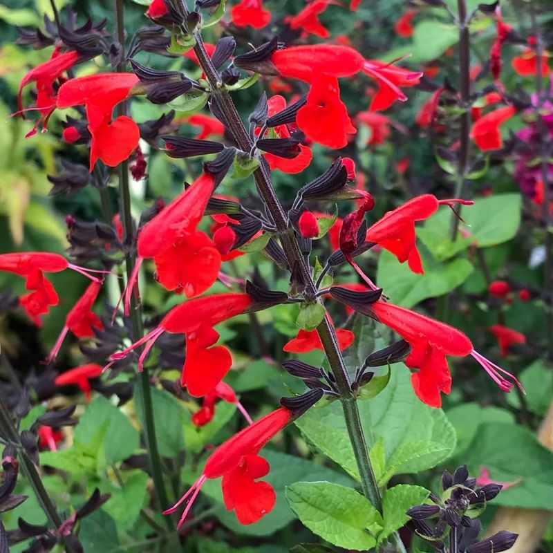 Salvia