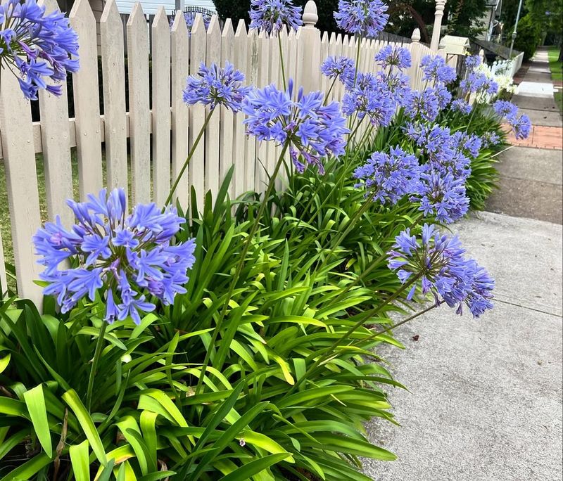 Agapanthus