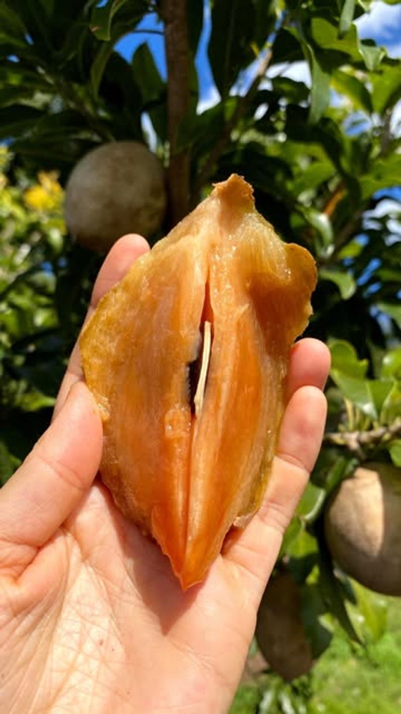 Sapodilla