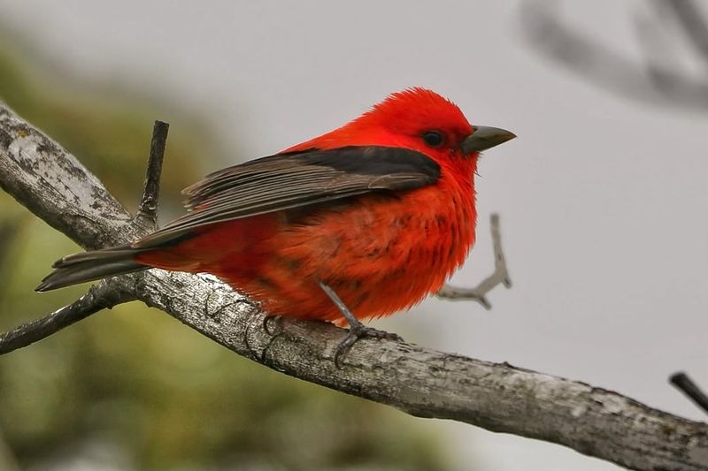 Scarlet Tanager