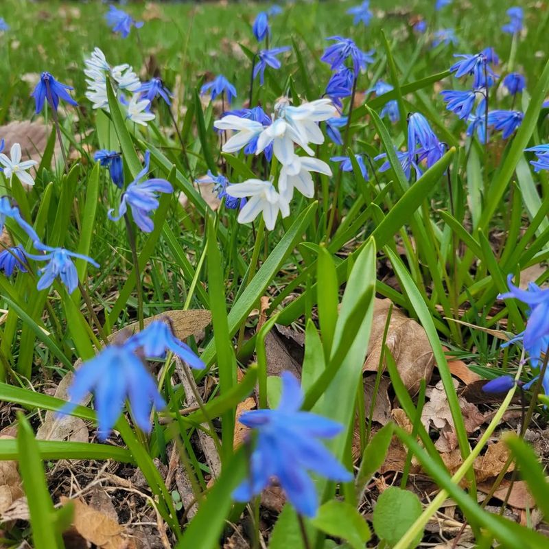 Scilla Siberica