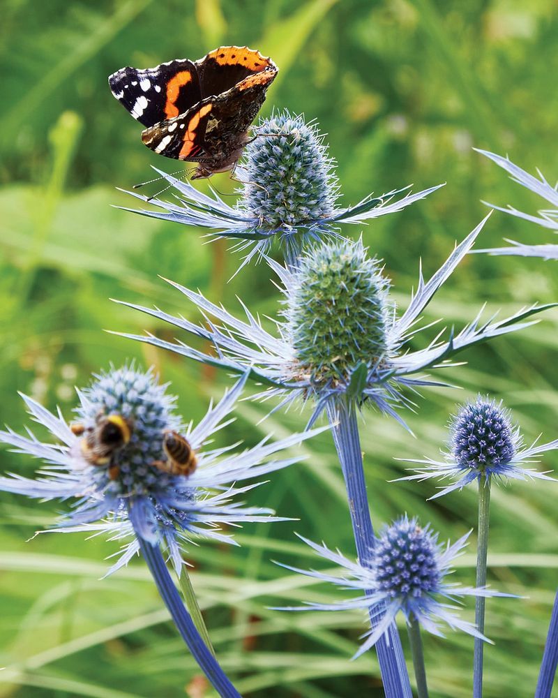 Sea Holly