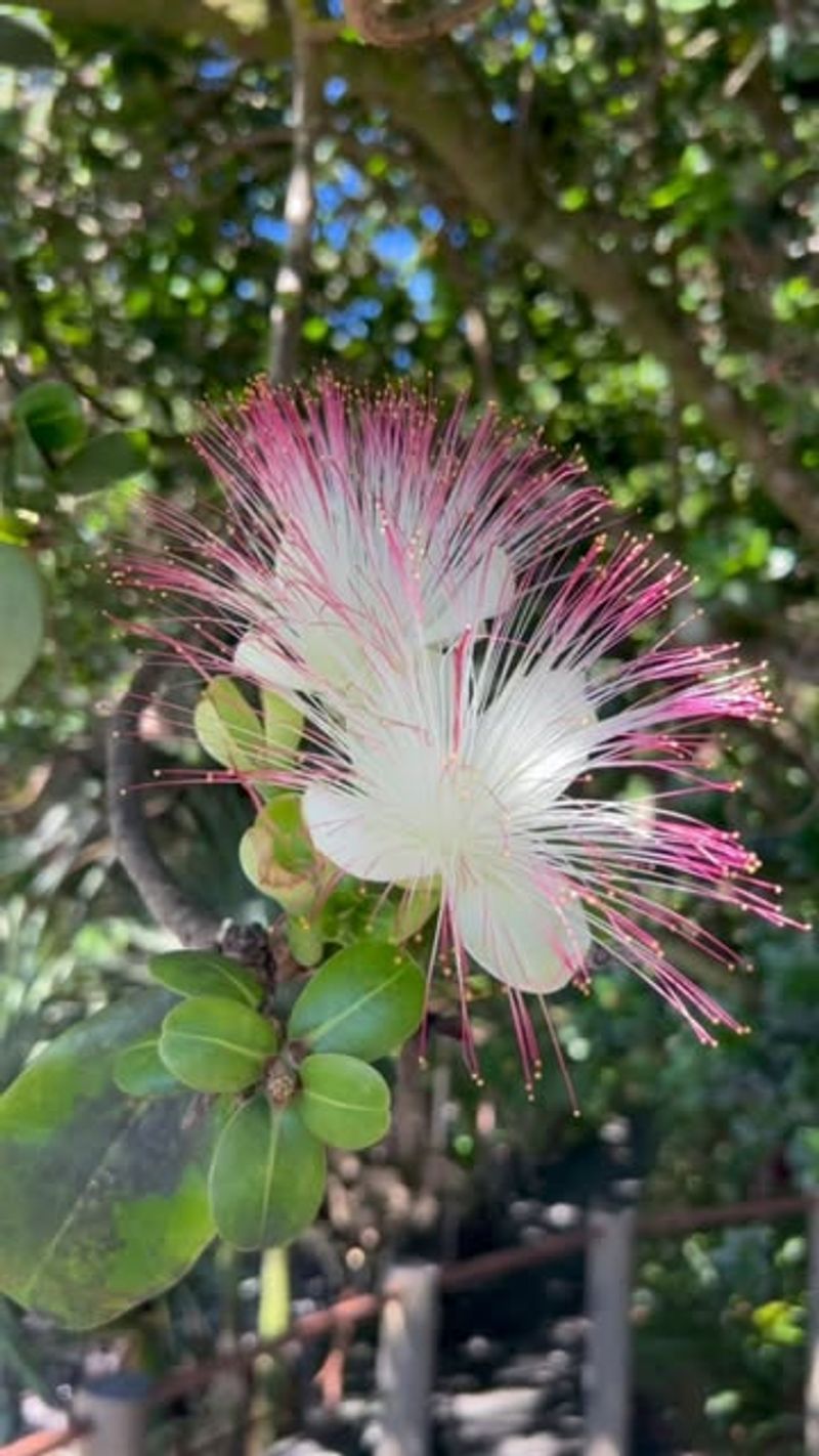 Sea Poison Tree