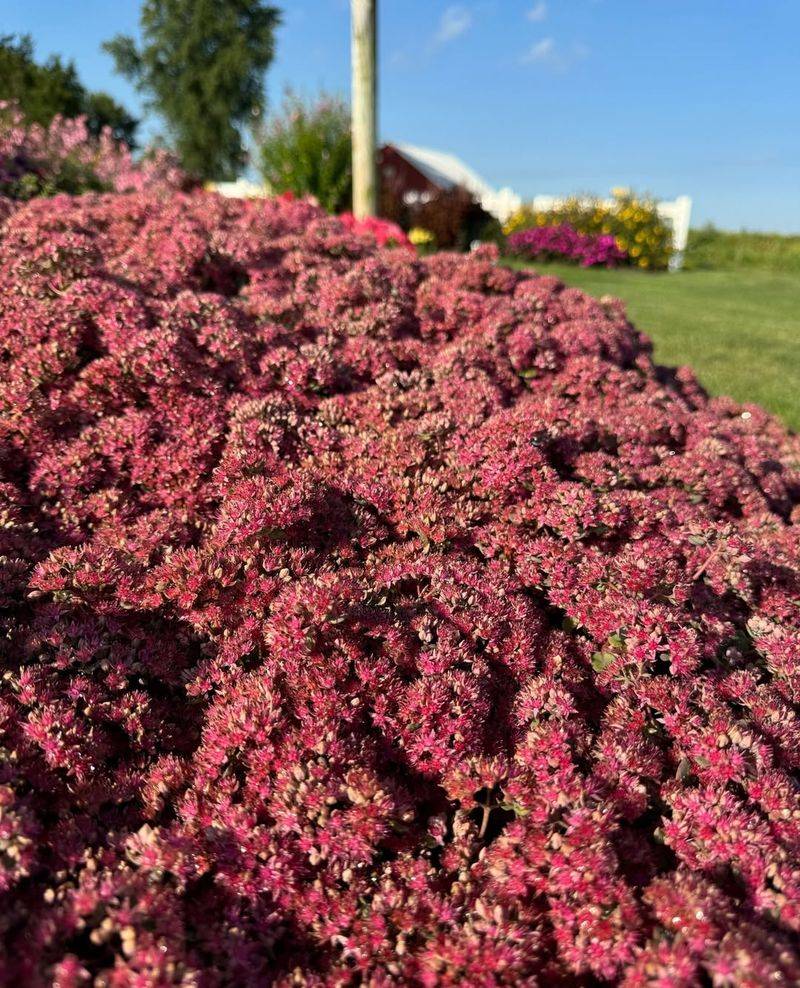 Sedum