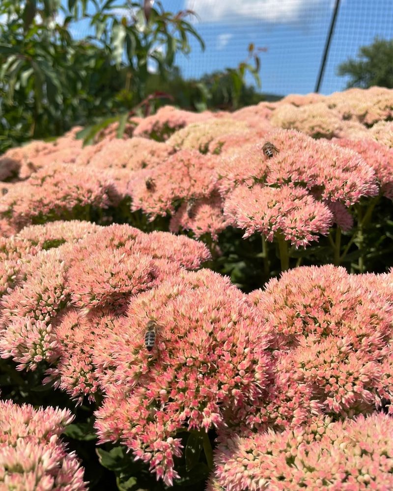 Sedum