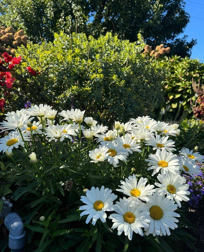 Shasta Daisy