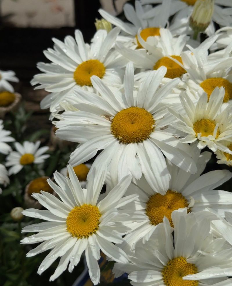 Shasta Daisy