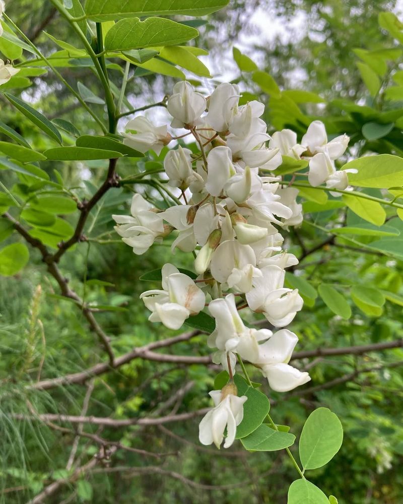 Black Locust