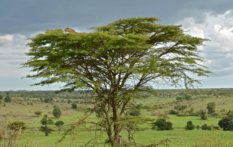 African Acacia