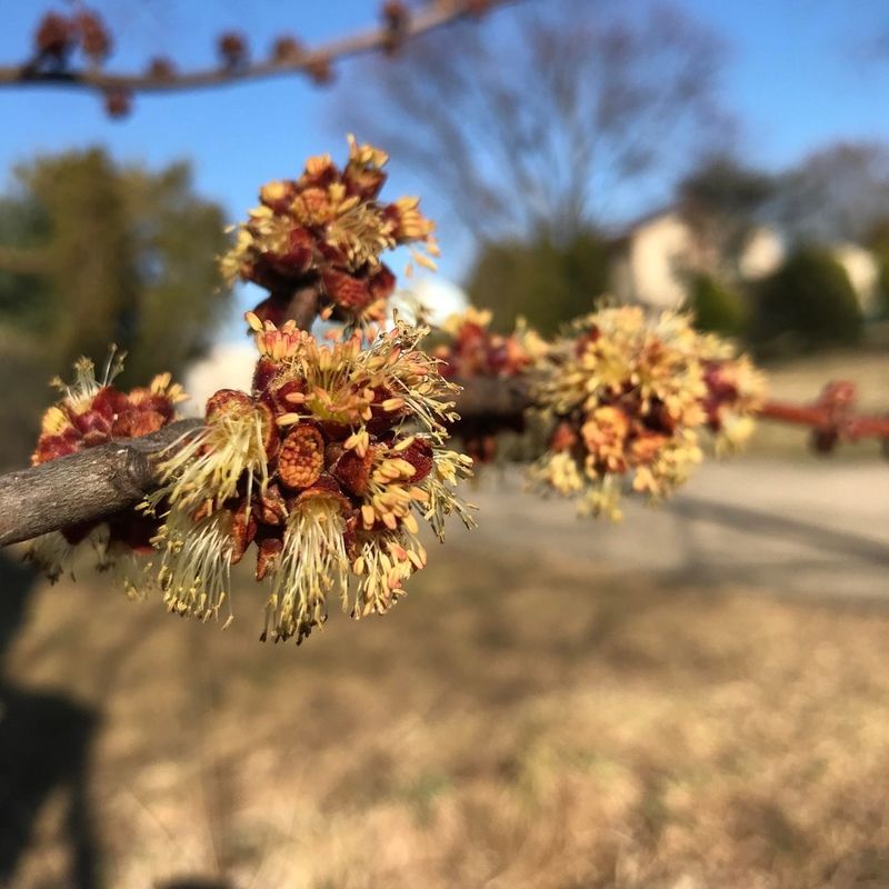 Silver Maple