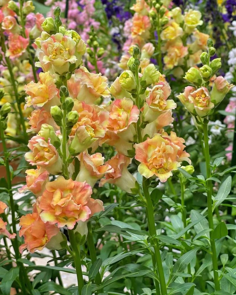 Snapdragon