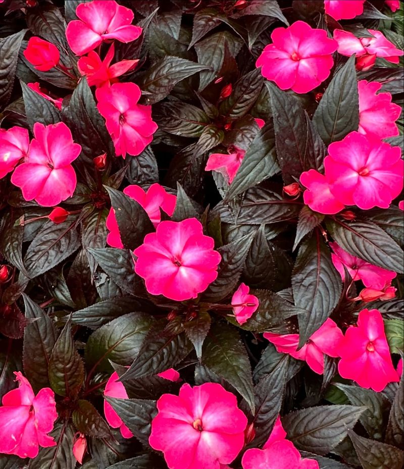 Impatiens