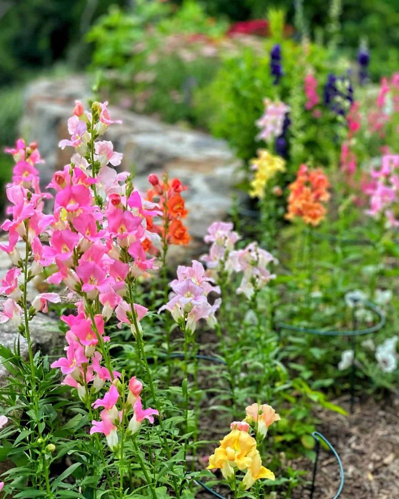 Snapdragons