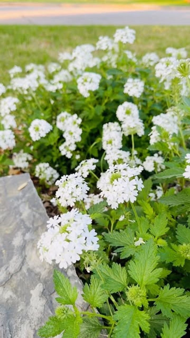 Snow-in-Summer