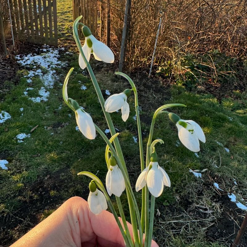 Snowdrop Anemone