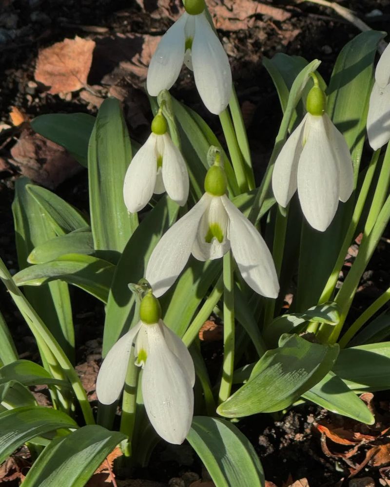 Snowdrops