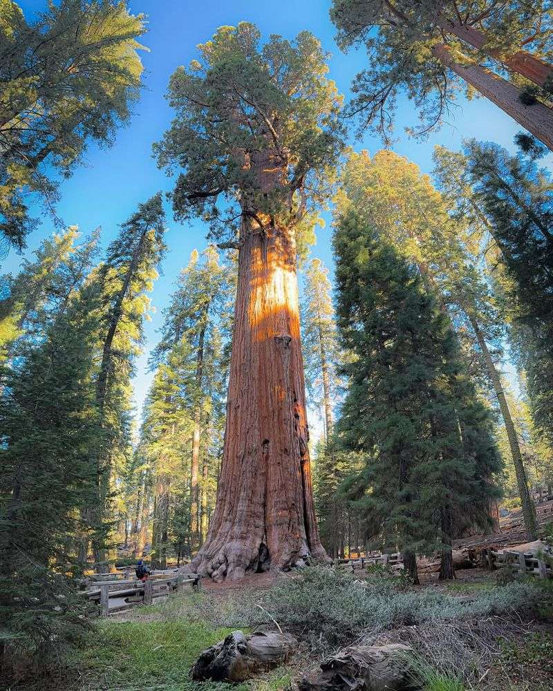 Sequoia Tree