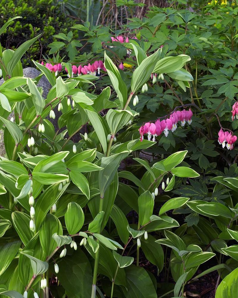 Solomon's Seal